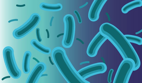 composition microbiote lorica