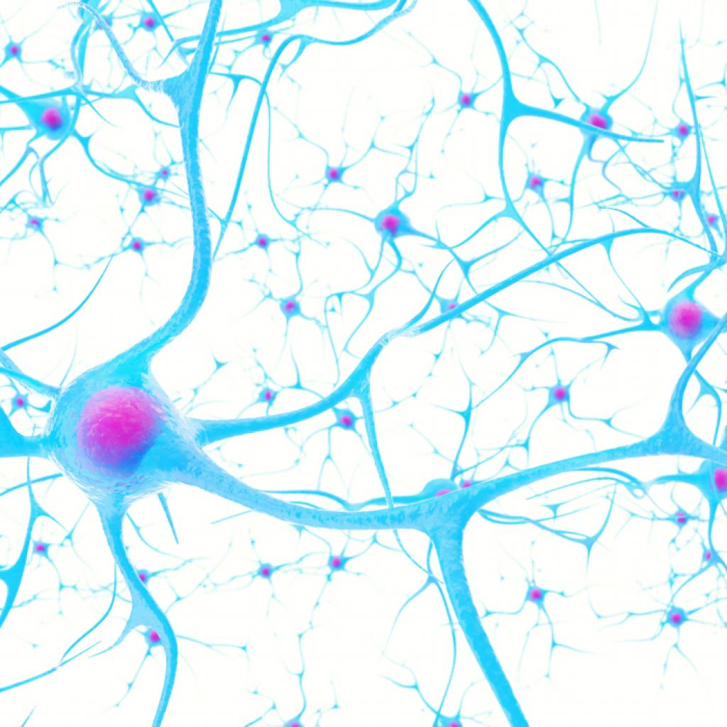 neurones