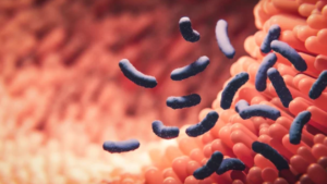 muqueuse intestinale