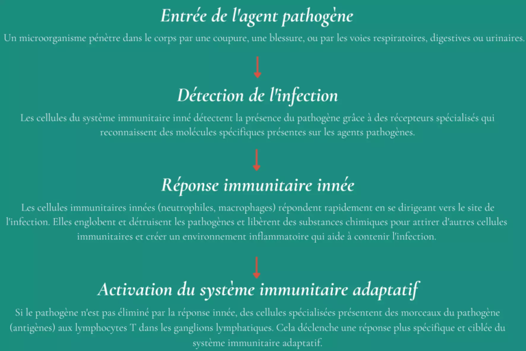 Comment renforcer son système immunitaire avant l'hiver ?