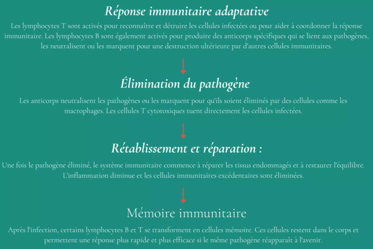 Image 4Comment renforcer son système immunitaire avant l'hiver ?