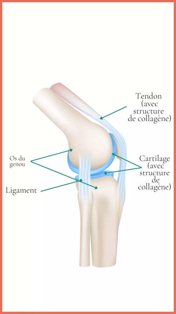 Quelles sont les fonctions de l'articulation ?