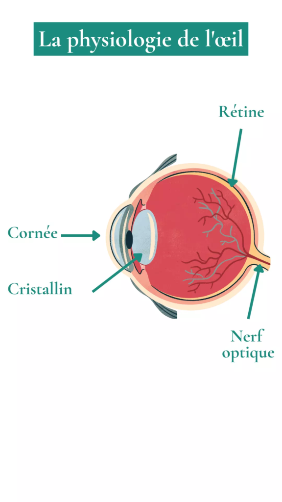 Quelles sont les différentes parties d'un œil ?