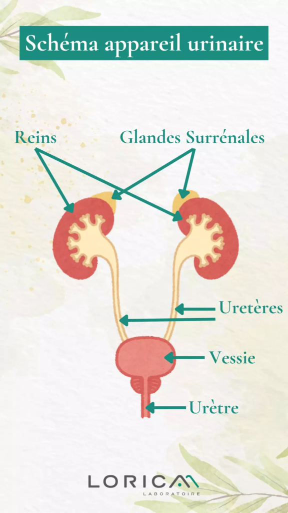 schéma appareil urinaire