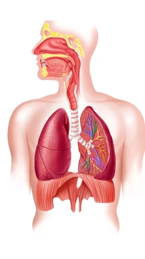 Comment nettoyer ses voies respiratoires naturellement ?