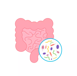 comment avoir un bon microbiote