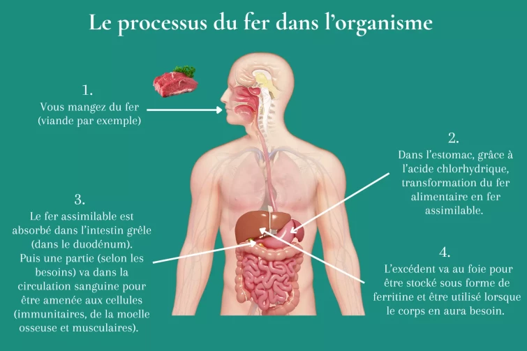 rôle du fer dans l'organisme