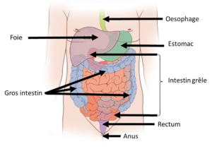 intestins