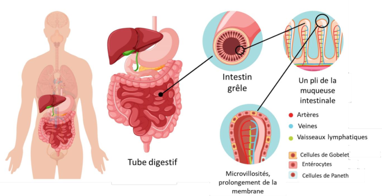 intestin grêle