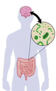 comment avoir un bon microbiote