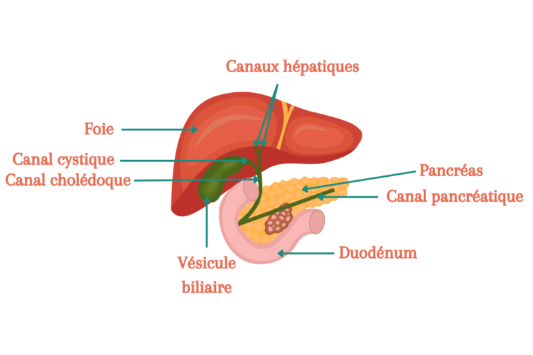 Mauvaise digestion et prise de poids